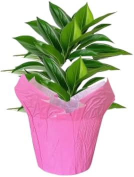 Florist Choice Plant Pot Covers, 6 Units- 6 Inch Pots -Measures 10 inches Tall, 6 inches Wide (Hot Pink)