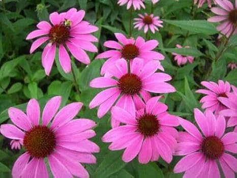 60 ECHINACEA PURPUREA - Purple CONEFLOWER Hardy Perennial Seeds Easy for Grow Garden