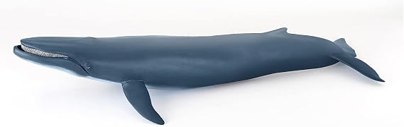 Papo - Realistic Blue Whale Figure Toy for Kids - Ages 3+ Marine Life Collection - Educational Play Marine Mammals - Gift Idea Toy for Girls and Boys - 15.2 in X 6.7 in X 3.0 in