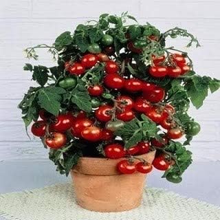 Tiny Tim Cherry Domates Tohumu 25+ Adet – Cüce Domates Tohumu – Saksıda Yetişen Tatlı ve Verimli Çeşit