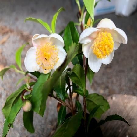 100pcs White Camellia sinensis Flower Seeds