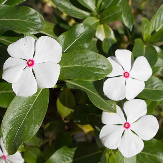 Vinca Bright Eyes Rozet Çiçeği Tohumu (20 tohum)