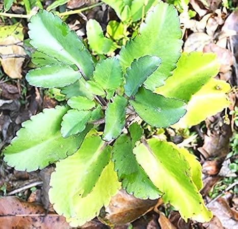 Plant Fey Lougarou Amarpoi Kalanchoe pinnata Air Plant Bryophyllum Pinnatum Patharchatta, Small