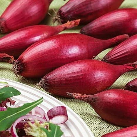 Seeds Red Shallot Onion Heirloom Vegetable for Planting Non GMO