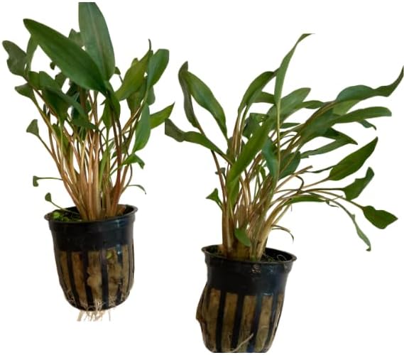 Lush Green Lutea Crypt Bundles, 3 Count