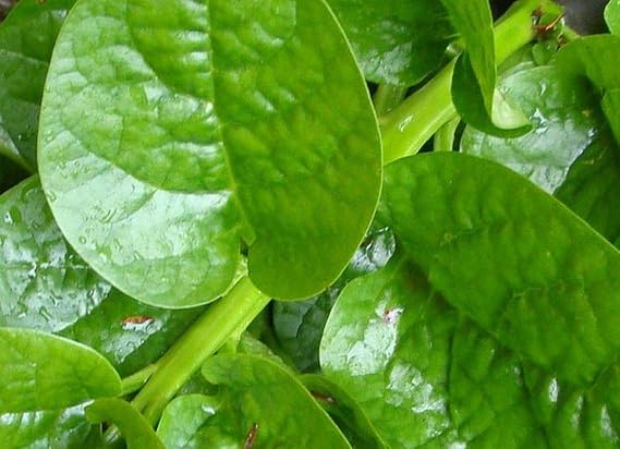 Malabar Spinach (Green Stem Variety) - Excellent for stir-fry cooking or RAW!!!!(10 - Seeds)