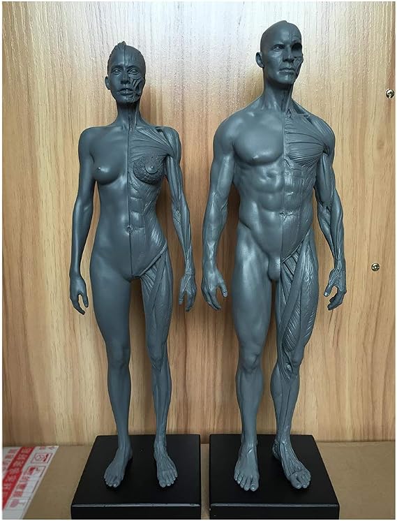 Human Anatomy Figure - Human Muscle Skeleton Anatomical Model 11.8 Inch Male Muscle Bone Model - Human Anatomy Figure Mannequin Drawing Figures - Reference for Artist,Study And Teaching