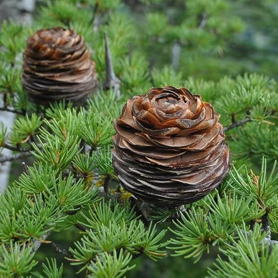 Cedrus libani (Lebanon Cedar) Tree Seeds, Pyramidal Shape, Straight Trunk, Seeds by MySeeds.Co, You Choose The Amount (1 oz)