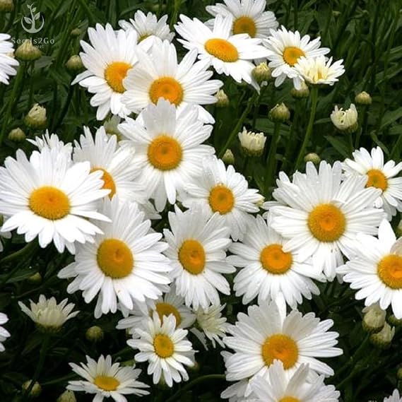 Shasta Daisy 'Silver Princess' Flower Seeds, Pack of 5000 Seeds by Seeds2Go
