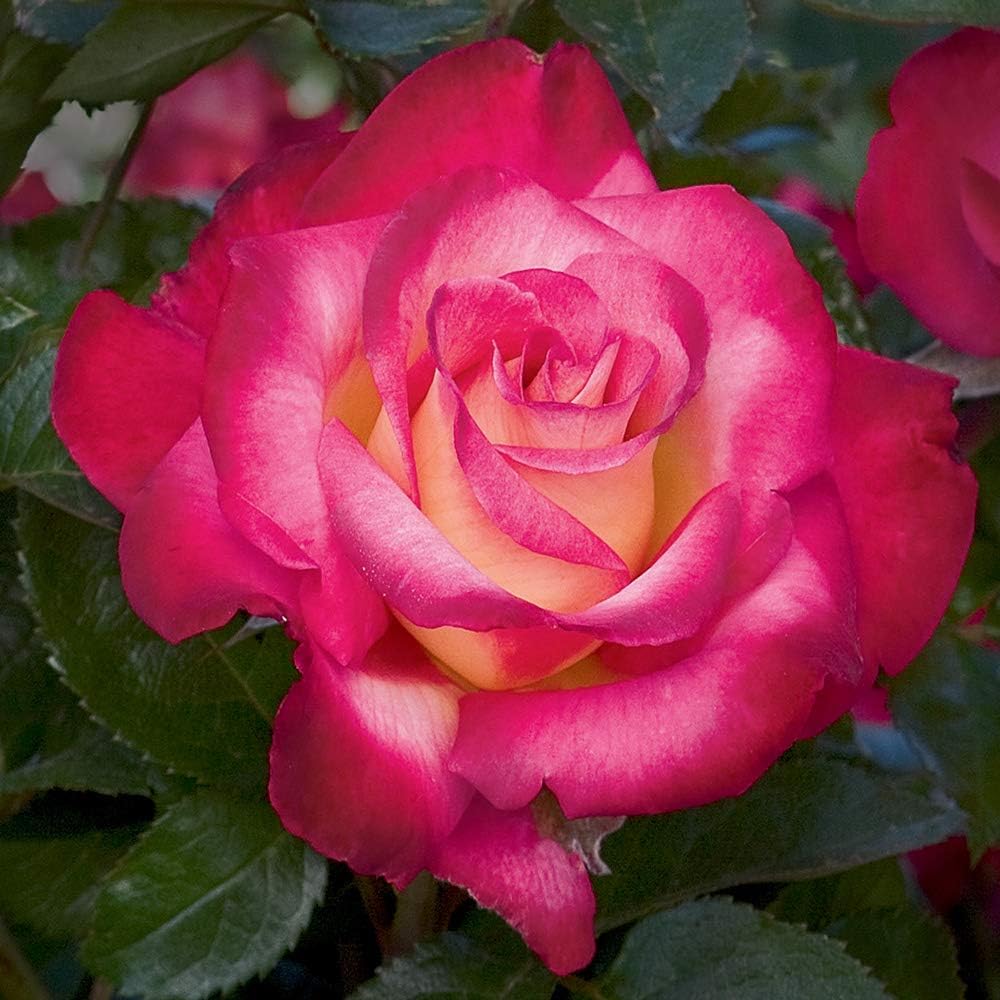 Heirloom Roses Rose Bush - The Dick Clark Grandiflora Plant, Live Plants for Outdoors, Multi Colored Own Root Bushes for Planting, One Gallon Potted Outdoor Flowers