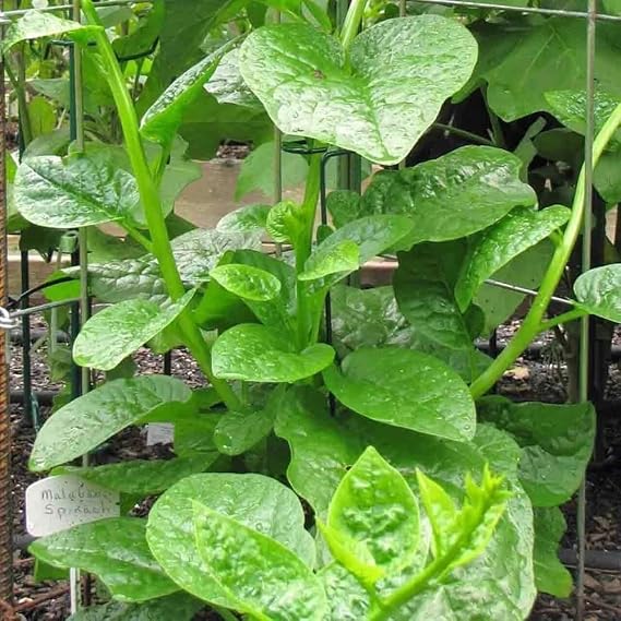 Malabar Spinach Green Select: 15-100 Seeds Vine Alugbati Mong Toi Nutrition Packed Superfood! (15)