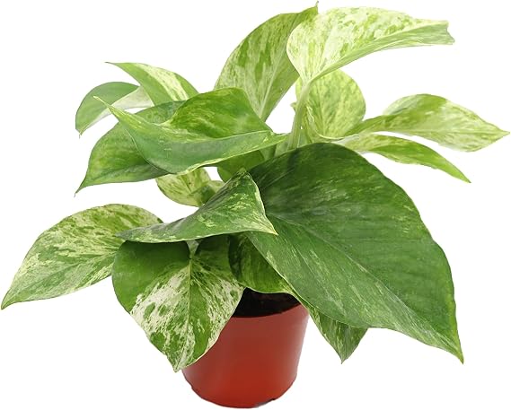 Marble Queen Pothos - 4" from California Tropicals