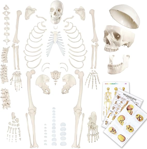 Disarticulated Human Skeleton Model for Anatomy 67 inch High, Full Size