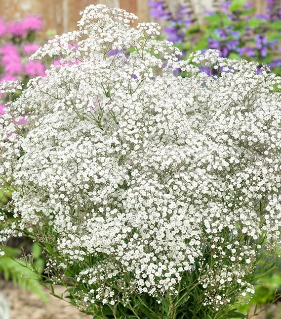 Votaniki White Baby's Breath - Perennials, Tiny Flowers, Gypsophila Paniculata (Baby's Breath) #1 Size Roots | Summer Flowers, Easy to Grow (1 Pack)