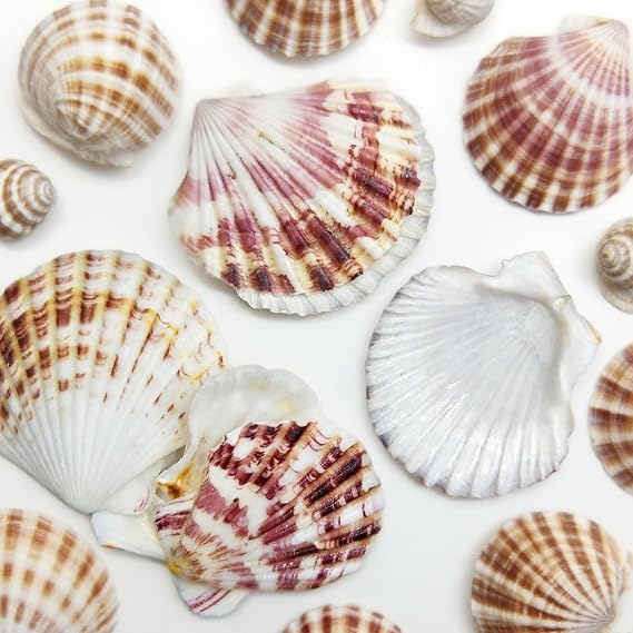 Seashells, 80 Pcs Scallop Shells for Crafting Flat Craft Shells Large Seashell Mixed Bulk Sea Shell for DIY Home Beach Wedding Party Decor(4-5 CM)
