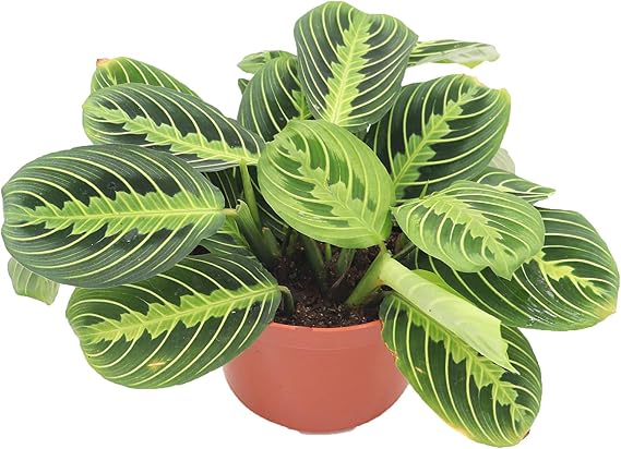 Maranta Green Prayer Plant Lemon Lime - 6 from California Tropicals