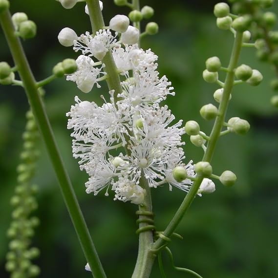 Black Cohosh (Cimicifuga racemosa) - Grow Now or Store for Future Planting - Capsule of 10 Seeds