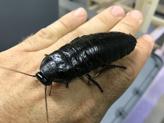 Eight Madagascar Hissing Cockroach Black Tiger - Gromphadorhina grandidieri - 8 SubAdults (1 inch+))