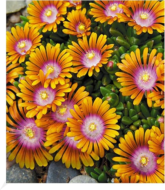 Baldur Garden 3x Ground Cover Delosperma 'Fire Spinner' Ice Flowers