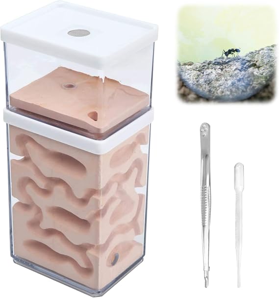 2-Tier Plaster Ant Farm Formicarium Transparent Ant Nest Habitat