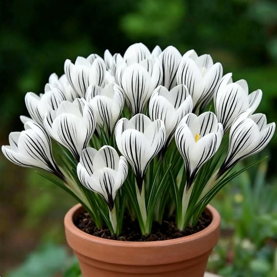 Perennial Crocus for Planting/Rare and Beautiful Saffron Bulbs in Bulk/Planting for Stunning Garden Displays-10 Bulbs-A