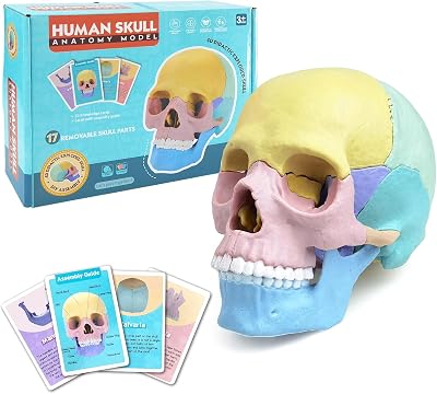 NEW HORIZON Human Anatomy Skull Model 17 Parts,Detachable Palm Sized Mini Human Medical Skull Model, Medical Clinic Teaching Equipment,with Detailed Manual
