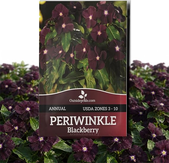 Outsidepride BlackBerry Periwinkle Seeds for Planting 50 Pcs Annual, Fast-Blooming, Heat & Drought Tolerant Vinca Flower Seeds with Vibrant Colors Ideal for Gardens, Beds, Borders & Containers