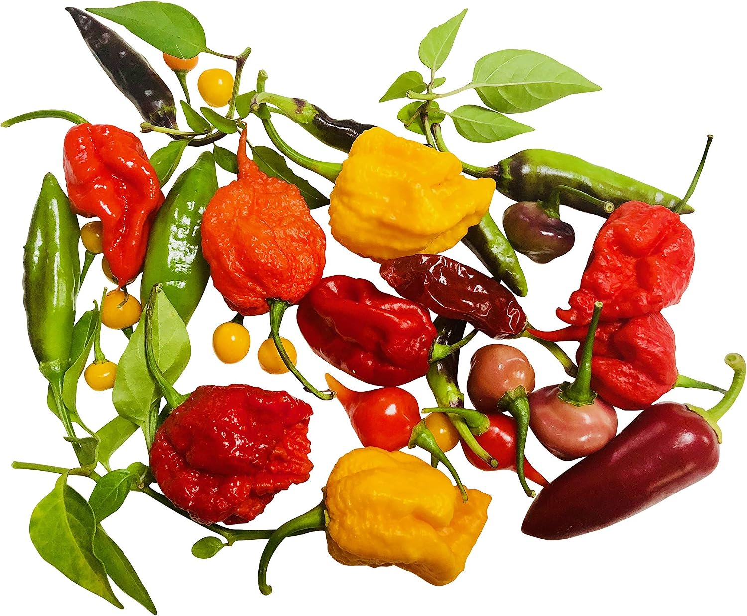Chilli Seeds Mix 20 Kinds Each 10 Seeds (200 Seeds) Seeds with Growing Instructions