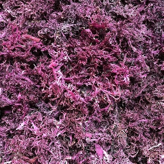 Purple Sea Moss | Irish Sea Moss | Wildcrafted - 100% Natural, Makes 120+ oz of Seamoss Gel, for Health & Wellness | Dr. Sebi - 8oz