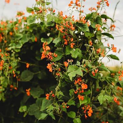 Scarlet Runner Bean - 25 Seeds - Heirloom Bean Variety, Non-GMO Runner Bean Seeds for Planting in The Home Garden, Thresh Seed Company