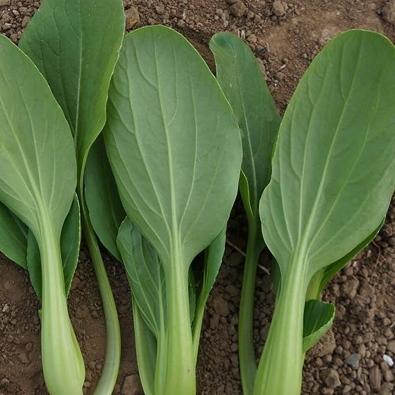 Kitazawa Seed Co Cabbage Seeds Pak Choi Jimao Choi Hybrid 1 Oz ~5000 Seeds