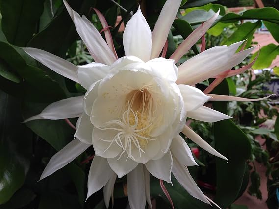 Two Queen of Night Orchid Cactus Epiphyllum Oxypetalum (White) cuttings+ Gift Small Rosy Swirl Cutting