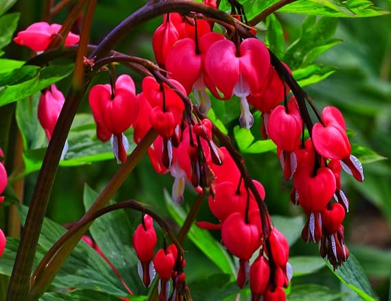 20 pcs Red Bleeding Heart Seeds - Rare Dicentra Spectabilis Flower Seeds