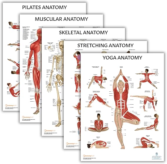 Anatomy Lab Human Anatomy Poster Set, 5 PACK LAMINATED