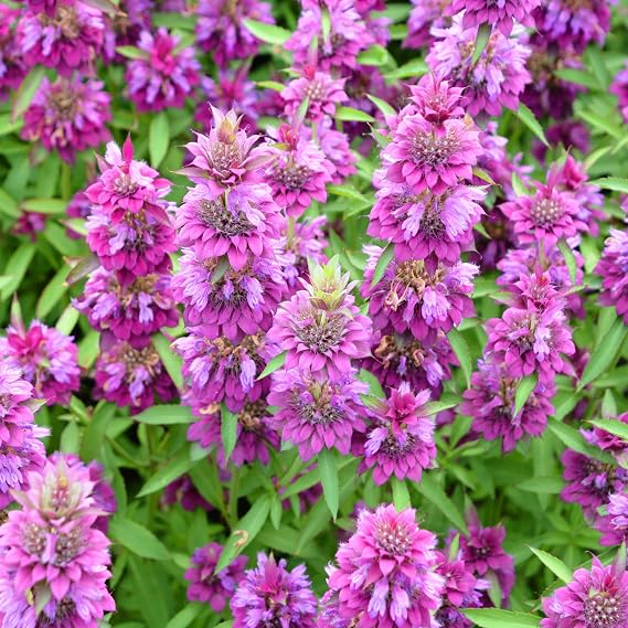 Outsidepride Lemon Bee Balm Seeds - 5000 Pcs Annual, Easy to Grow & Pollinator Friendly Monarda Citriodora Flower Seeds for Planting Fragrant Lavender Pink Blooms, Ideal for Teas & Potpourri