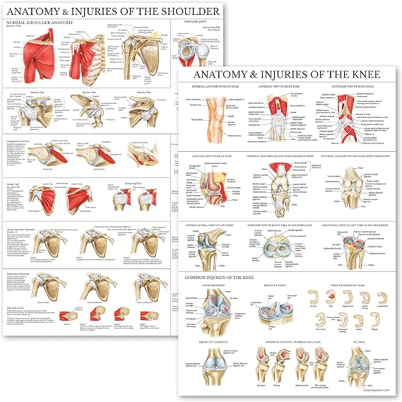 Palace Learning 2 Pack - Anatomy and Injuries of The Knee & Shoulder Poster Set - Anatomical Chart Set - Laminated 18" x 24"
