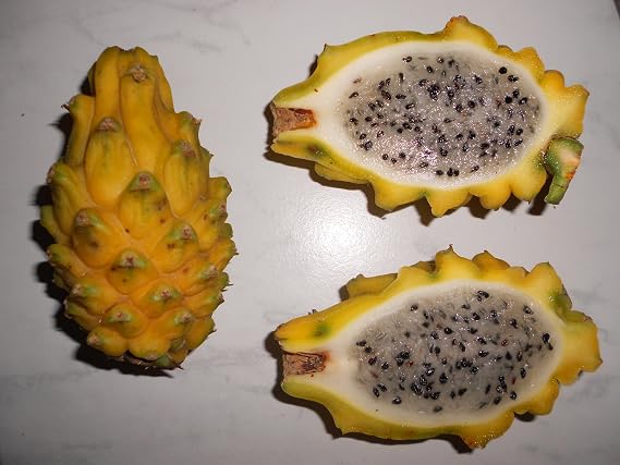 Yellow Dragon FruitHylocereus Megalanthus 8 Seeds !!!